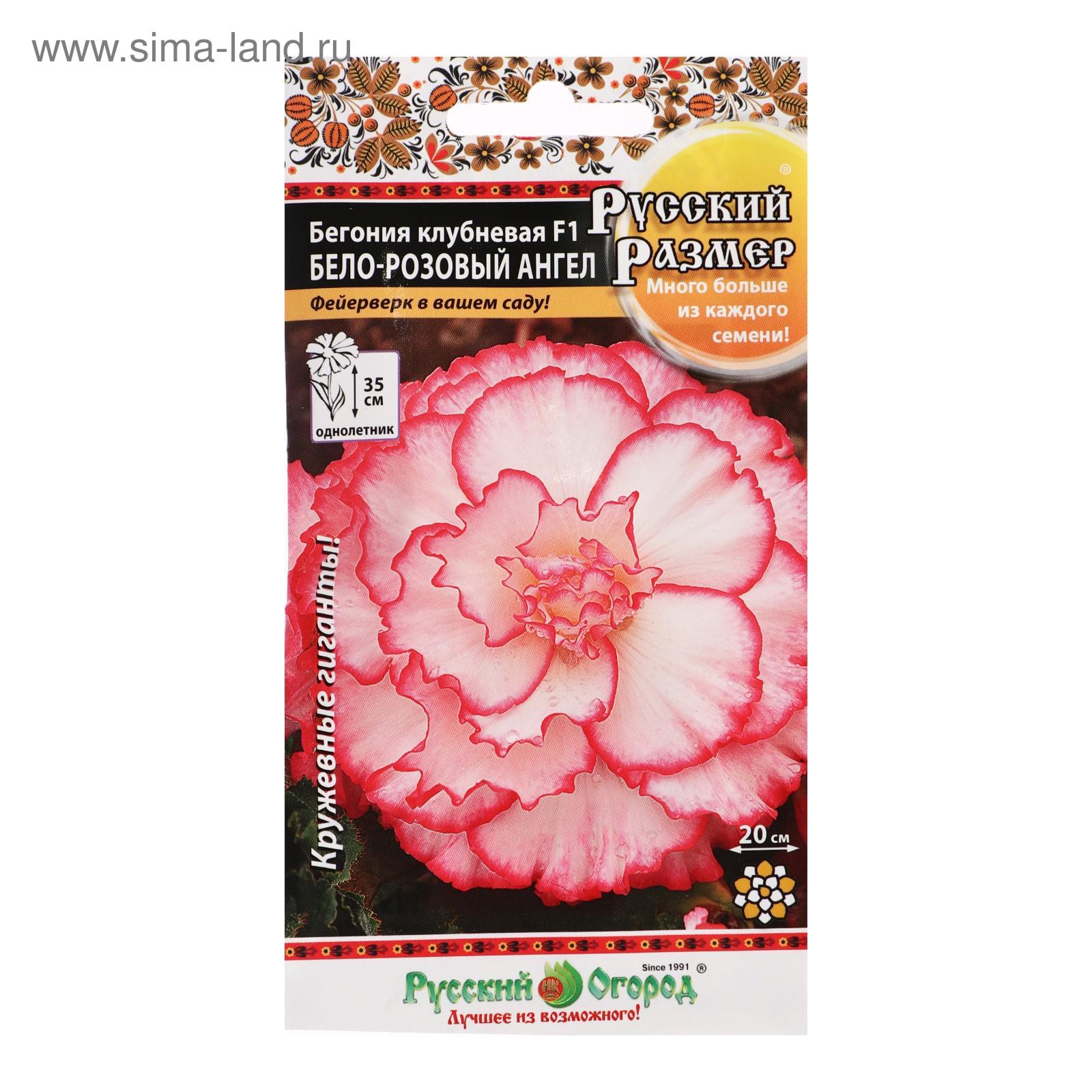 Семена цветов Бегония клубневая "Бело-розовый ангел", F1, серия Русский размер, 5 шт (5431359) - Купить по цене от 59.00 руб.